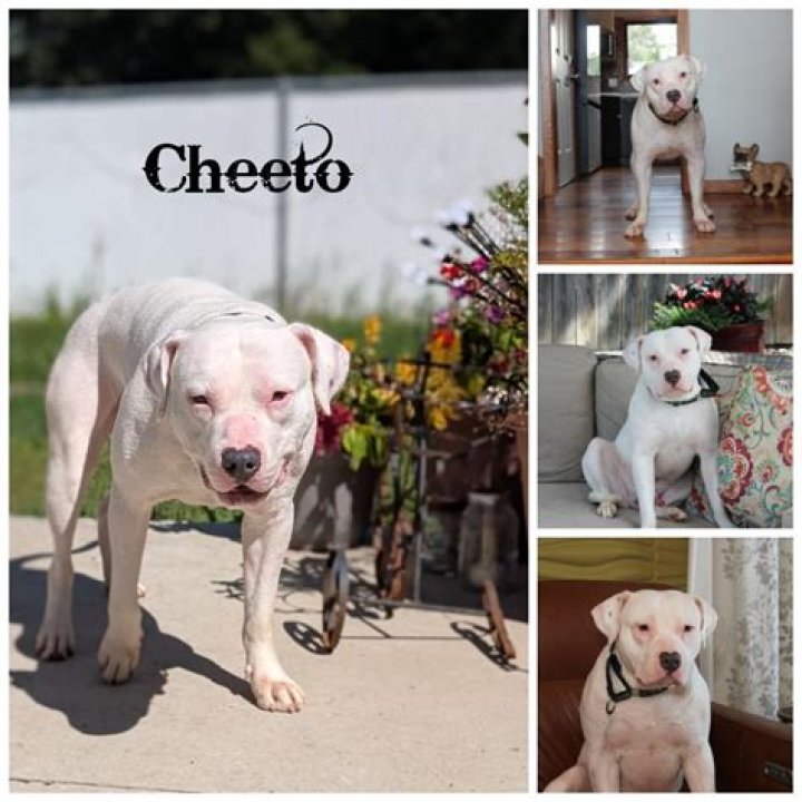 Dog for Adoption Cheeto, a Rat Terrier in Clayton, CA Alpha Paw