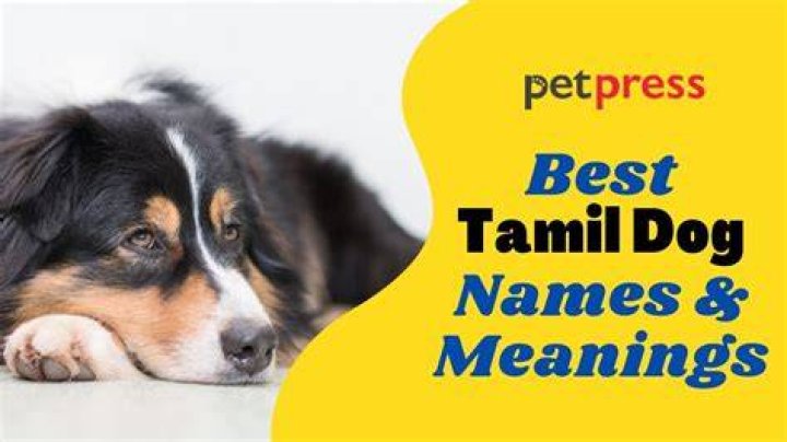 Dog Names In Tamil Sale Discount, Save 48 jlcatj.gob.mx