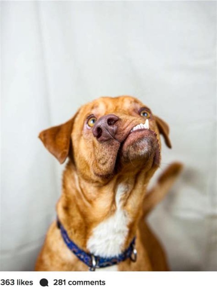 Dog With Deformed Face Just Wants To Be Loved The Dodo