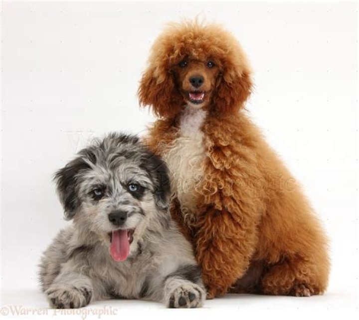 Dogs Blue merle Cadoodle puppy and Cavapoo photo WP40599