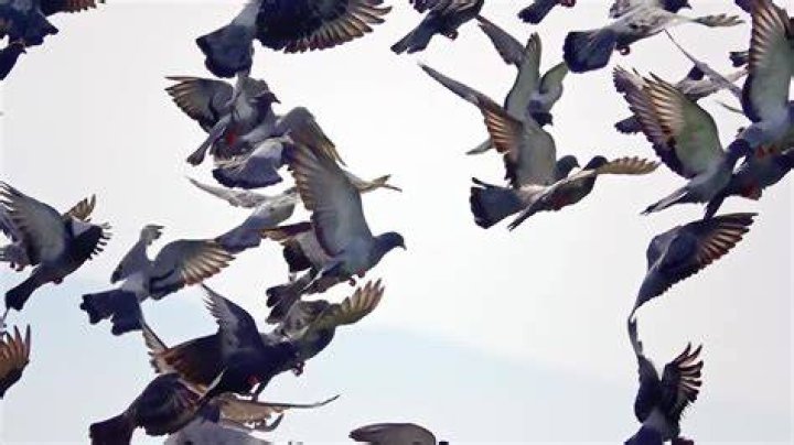 Doves Flying Stock Video Motion Array