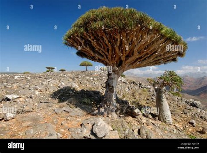 Dragon blood tree Yemen > Socotra > Dixsam Plateau > Drago&hellip; Flickr