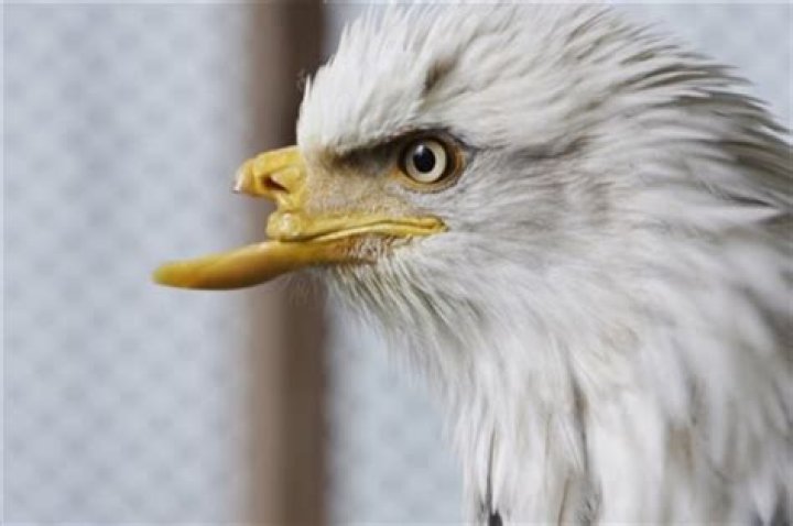 Eagle wounded by poacher gets new beak