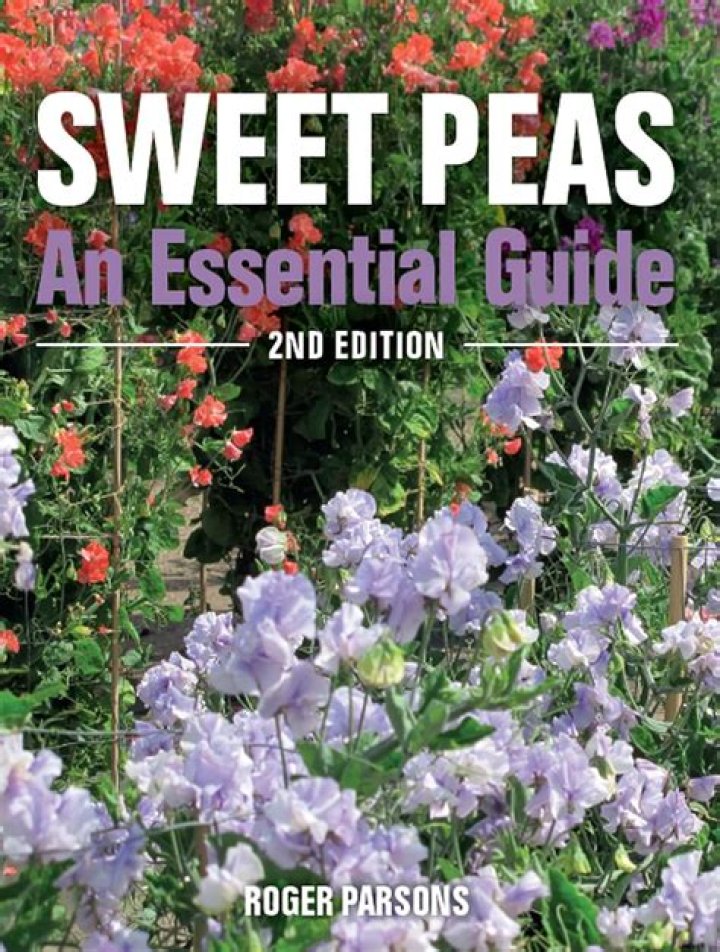 Enigma Roger Parsons Sweet Peas