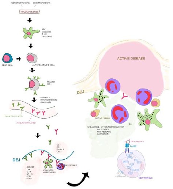 Epidermolysis bullosa acquisita; Epidermolysis Bullosa, Acquired