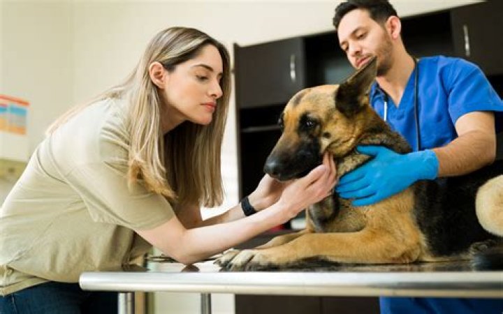Famous Female Veterinarians List of Top Female Veterinarians