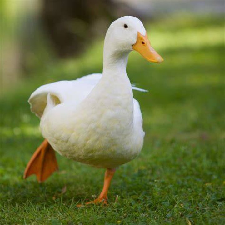 FileWhite domesticated duck, stretching.jpg Wikimedia Commons