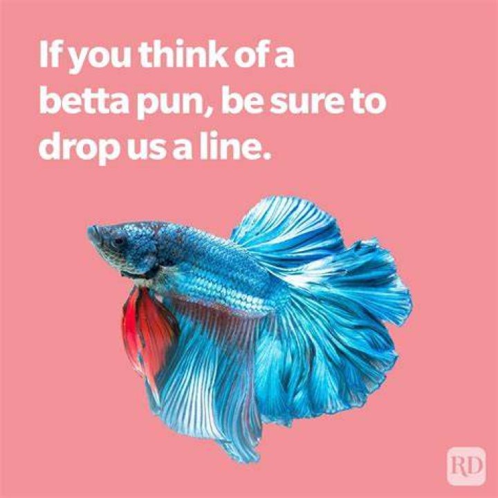 Fish Puns, Jokes, & Memes That'll Have You Kraken Up