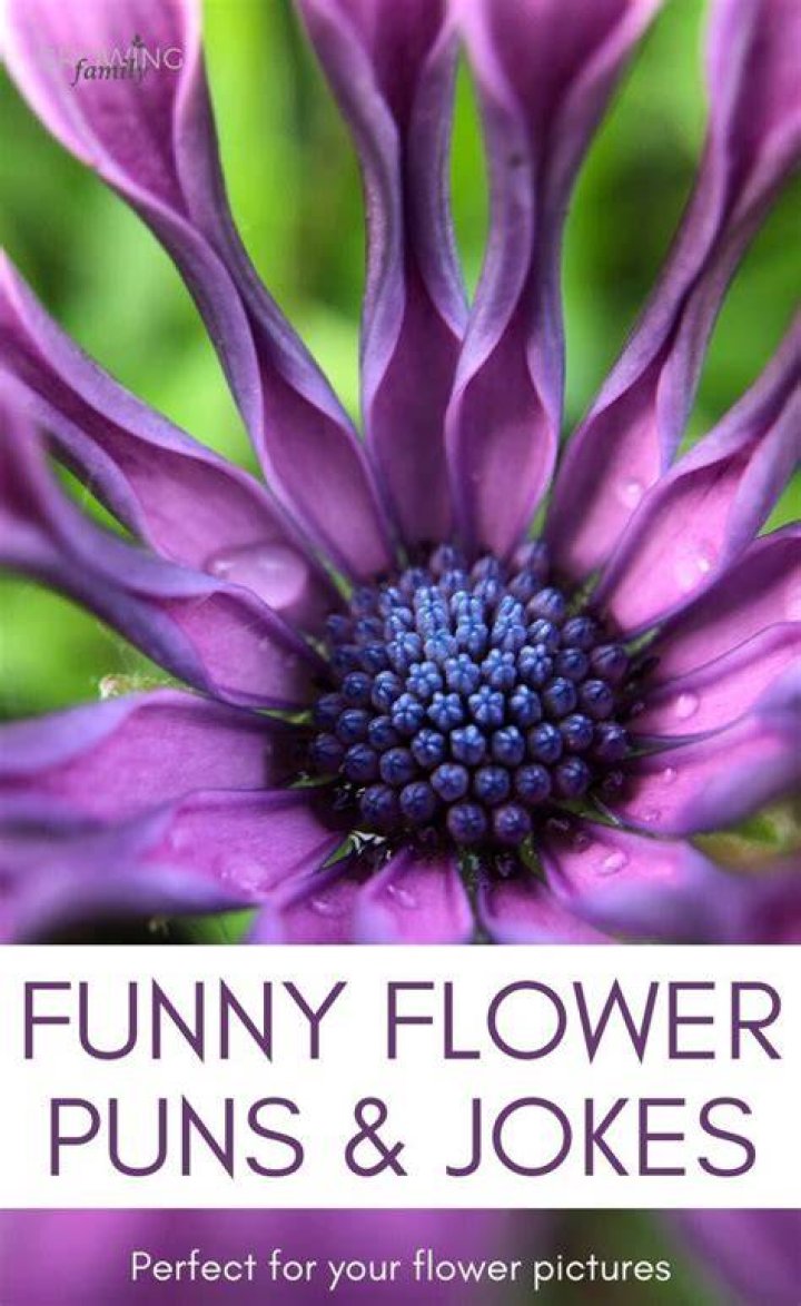 Flower puns and flower jokes to make you smile Growing Family