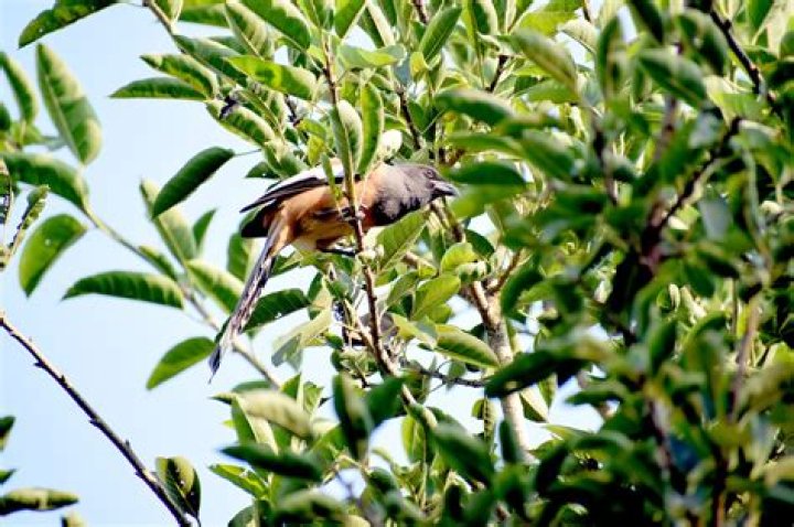Free download bird, tree branch, bird park marlow, nature, parakeet