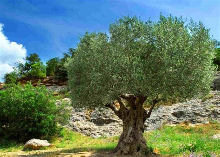 Free photo Olives, Olive Trees, Oil Free Image on Pixabay 1266665