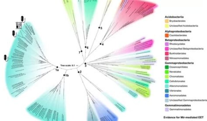 Global genome search sparks new insights into microbes that breathe