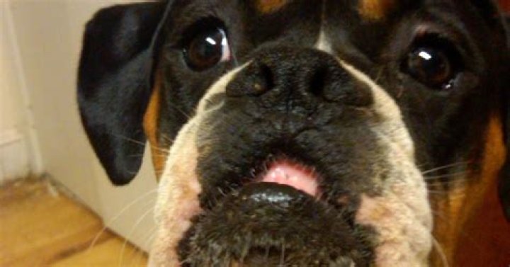 Glory Downs Farm Boxer Dog.