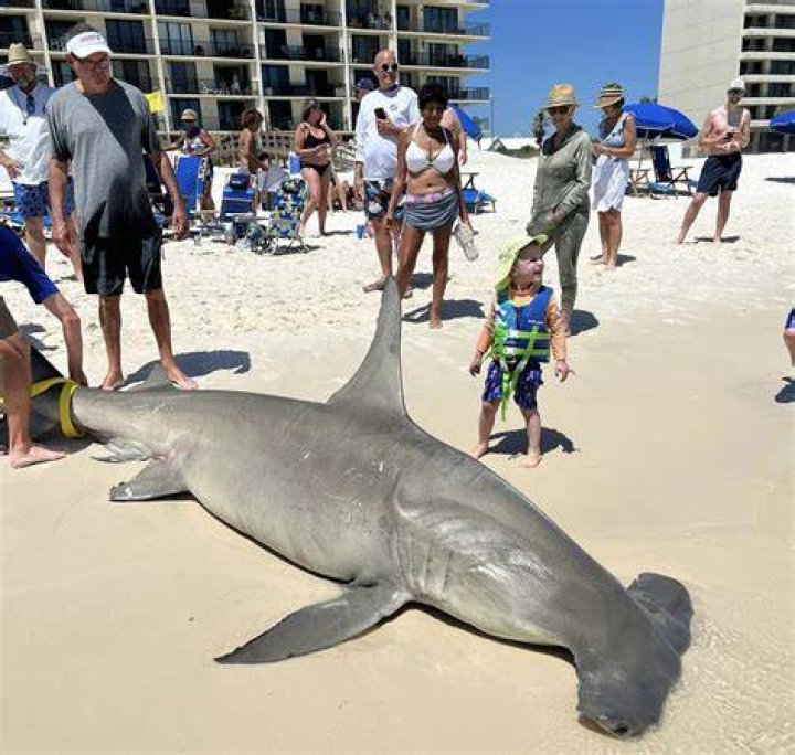 Hammerhead Shark at Miramar Beach in Destin, FL 8/5/2013 YouTube