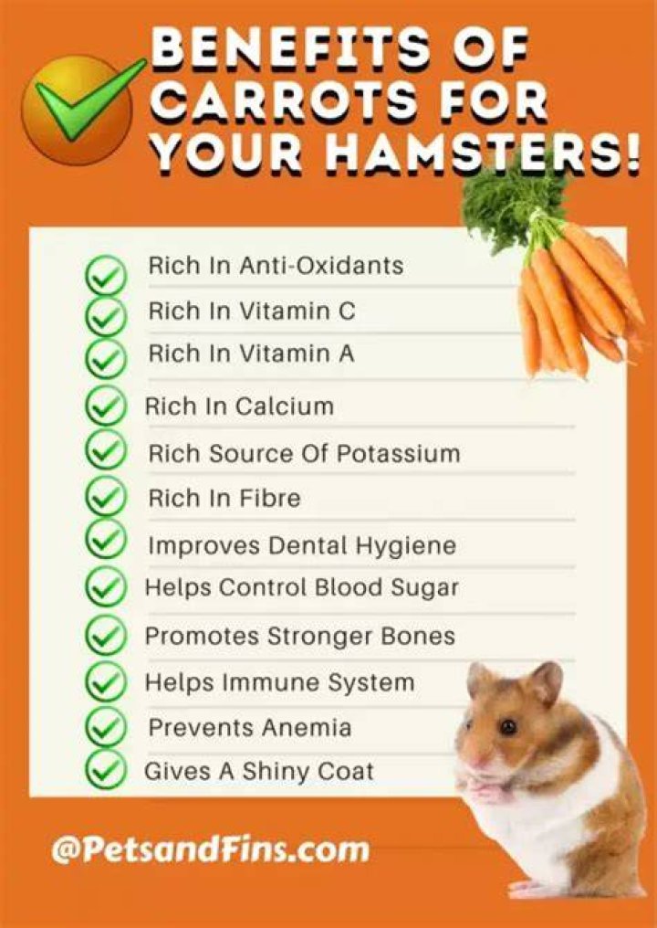 Hamsters and Carrots Do Hamsters Really Eat Carrots? PlantHD