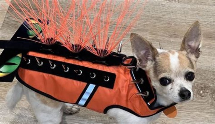 Hawk Deterrent Vest For Small Dogs ubicaciondepersonas.cdmx.gob.mx