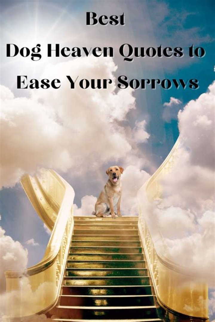 Heavenly Images Dog heaven quotes, Dog heaven, Dog poems