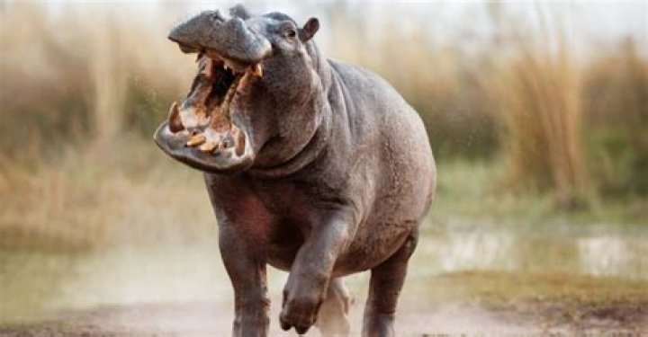 Hippo Attacks How Dangerous Are They To Humans? AZ Animals