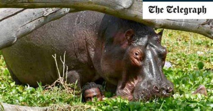 Hippo bites and stamps on Kenyan fisherman in tenminute ordeal