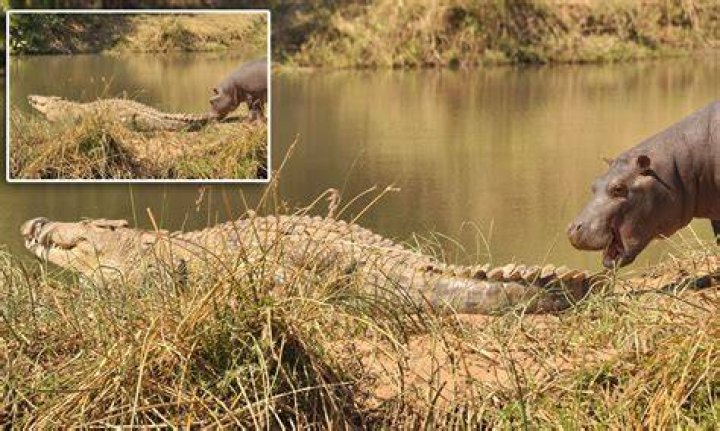 Hippo bites crocodile