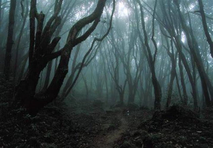 Hoia Baciu The Mysterious Forest PRETEND Magazine