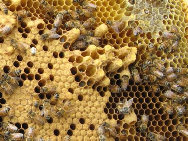 Honeybee Photos Photos Of Queen, Workers & Drones Talking With Bees
