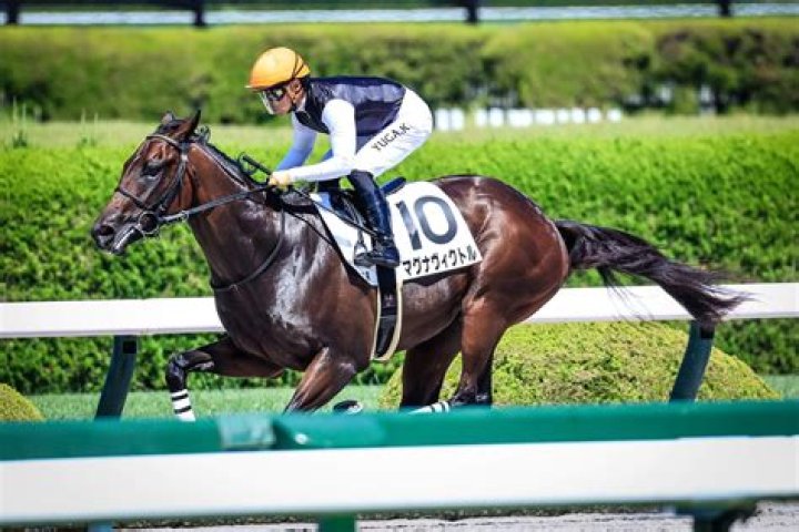 Horse 6735 Victor Ambler Flickr