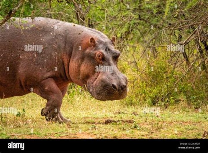 Huge Hippo Has Enough And Charges Wild Dogs to Save an Antelope AZ