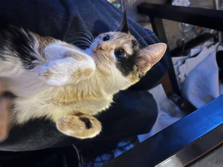Image tagged in photogenic kitty Imgflip