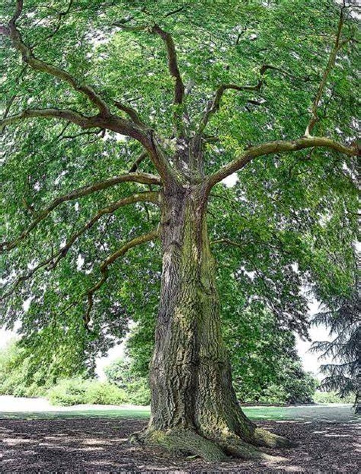 Impressive ramification in nature [photo credit Matthew Garrison