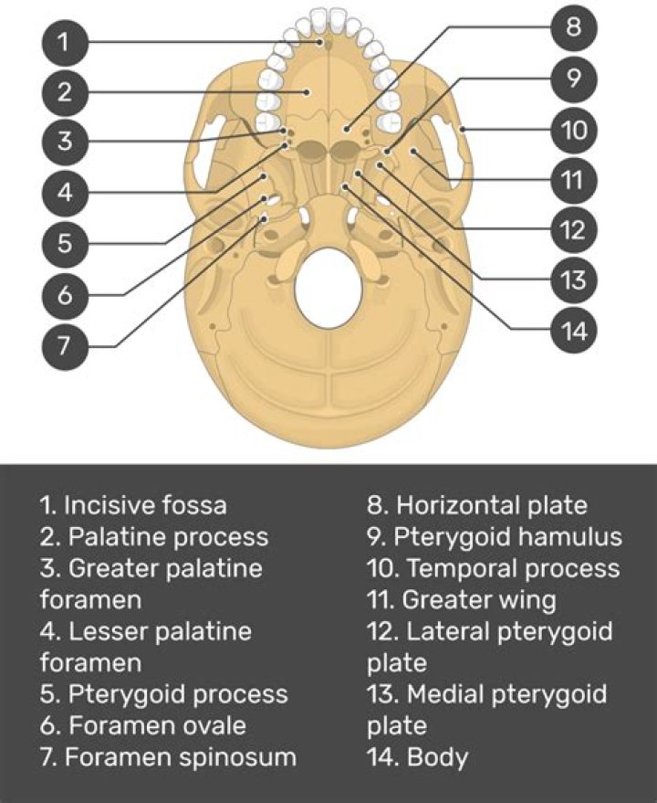 Inferior Skull Bone Markings Quiz GetBodySmart
