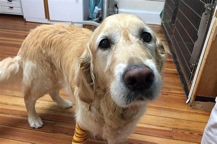 Inspiring story guide dog Figo Tales2Inspire