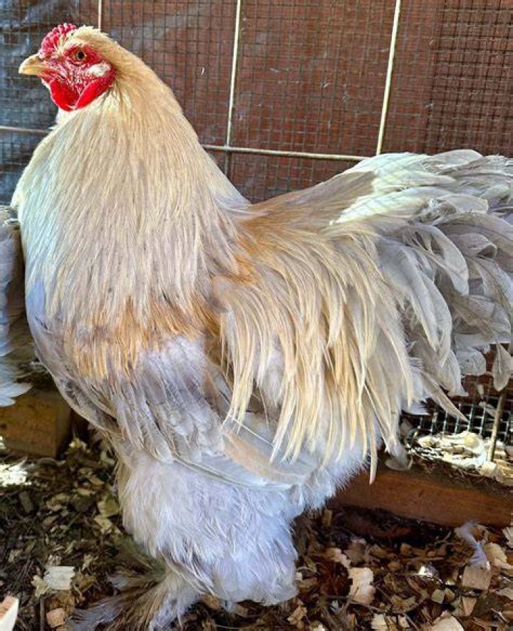 Isabel Brahma rooster P&aacute;vi