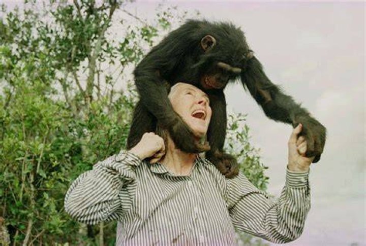 Jane Goodall Chimps&rsquo; best friend The Columbian