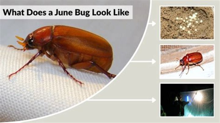 June Bugs Have Arrived in Indiana