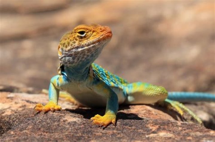 Lizard Free Stock Photo Public Domain Pictures