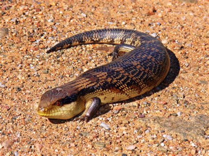 Lizard Wikipedia