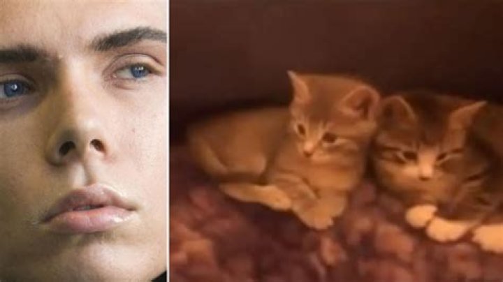 Luka Magnotta Cat Video Blender Daisy mart
