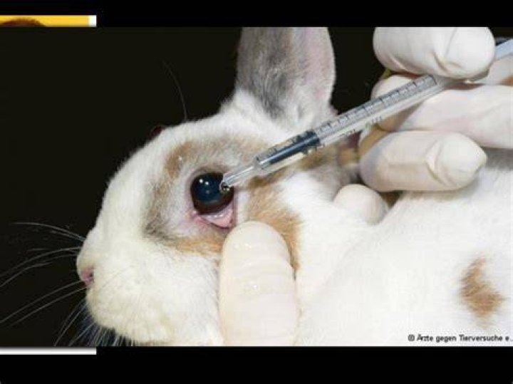 Mac Cosmetics Against Animal Testing Makeupview.co