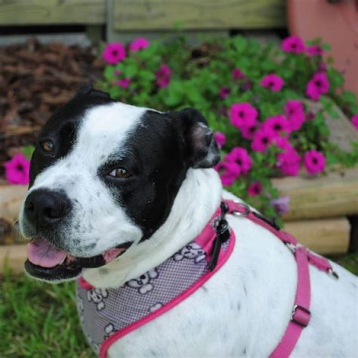 Maizy Modern Dog magazine