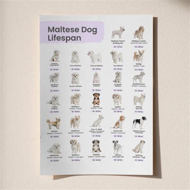 Maltese Lifespan 5 Clear Maltese Life Expectancy Methods