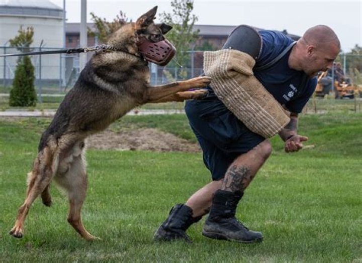 Man Bitten by K9 in DeputyInvolved Shooting in Windermere