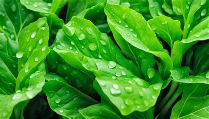 Manfaat Sayur Kai lan Carevo