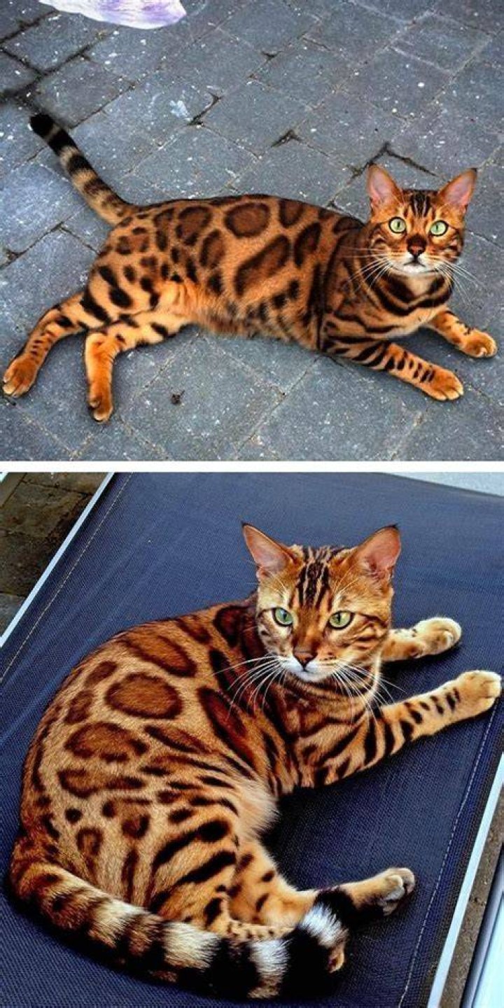 Meet Thor, the most beautiful bengal cat in the world! Mееt Thor, thе