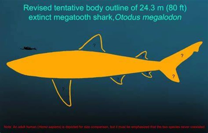 Megalodon Did a nearby supernova cause one of Earth's mass extinctions