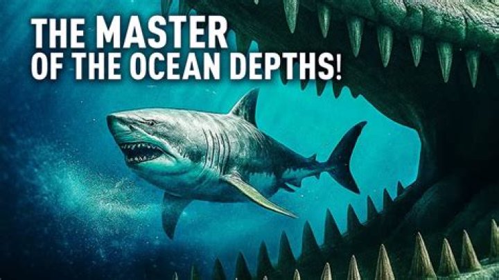 Megalodon Once Ruled the Oceans, But Not Antarctica The Learning Zone