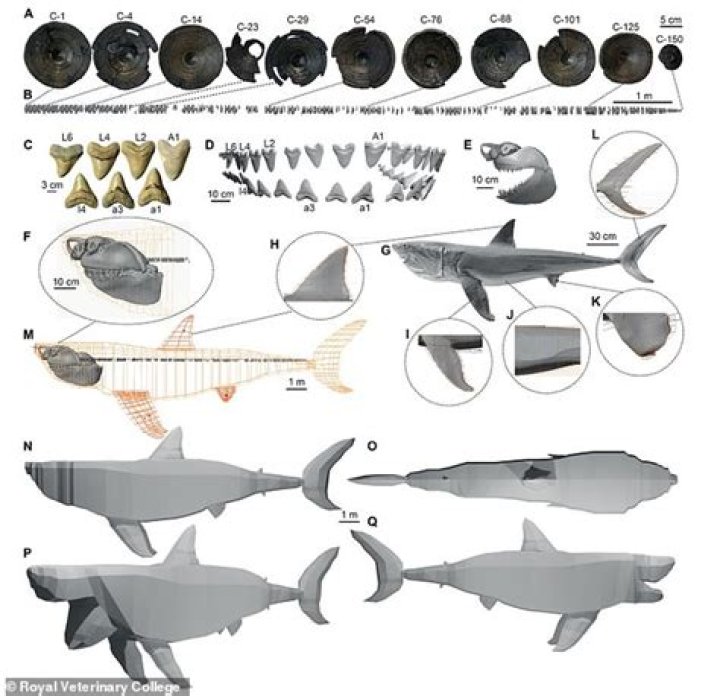 Megalodon targeted prey as large as killer whales when it roamed the