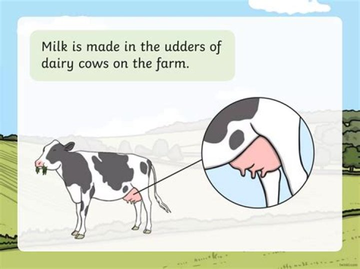 Milk where does it come from?