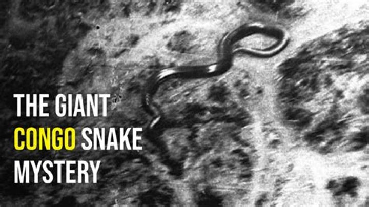 Mysterious Giant Congo Snake