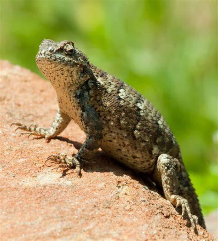 NeuroDojo Dude looks like a lady? Male lizards courting males